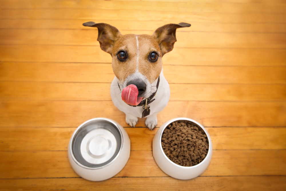 perfect dog diet, importance of dogs diet